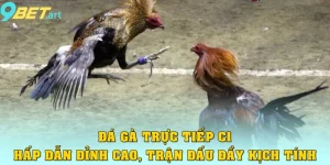 Đá Gà Trực Tiếp C1: Hấp Dẫn Đỉnh Cao, Trận Đấu Đầy Kịch Tính