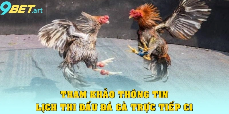 Tham khảo thông tin lịch thi đấu từng trận Đá gà trực tiếp C1